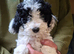 3 F2 white and Maple Cockapoo pups