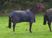 REDUCED ) 16.1 TB GELDING ( 9YRS )
