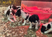 Springer Spaniel Puppies