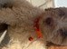 Cocker poo puppies for sale
