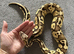 Ball Python for Sale