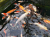 Koi for sale
