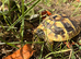 HERMANN&rsquo;S Garden Tortoises