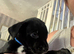 Black staffy 11 weeks old