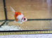 Fancy goldfish