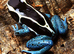 Powder blue dart frog youngsters