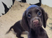 Cocker Spaniel puppies