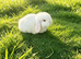 Mini lops ready to reserve