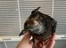 2 hand reared Archangel pigeons