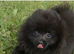 7 months old female pomeranain