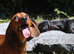 Miniature Dachshund Puppies