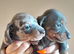 Dashhound puppies
