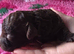 Extensively health tested parents! f1b mini cockapoo