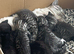 Beautiful tabby x brittish shorthairs