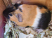 Guinea Pigs (Male)