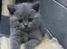 Stunning BSH kittens READY NOW!