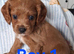 Cavapoo F1B ready 4/9/26 5 boys
