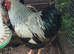Silver pencilled wyandotte hatching eggs