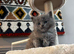 SOLD Bay girl British shorthair hair/persian