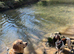 2 year old golden retriever for stud