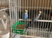 2 Blue male budgies for sale hi.
