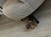 Miniature dachshund boys ready now
