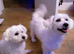 Maltese Puppy