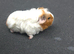 Male guinea pigs