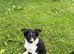 Beautiful Puppies for Sale