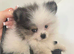 Toy boy pomerian