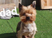 Yorkshire terrier puppies