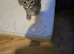 BEAUTIFUL KITTENS