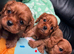 KC Cavalier King Charles Ruby Pups HEALTH TESTED