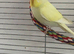 Lovely young pale yellow budgies male and female