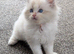 GCCF Champion Ragdolls • Active Considered