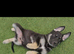German shepherd puppies for sale.