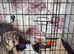Olde English bulldog cross puppy