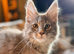 Ready now, TICA registered Maine coon kitten