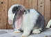 Mini lop babys ready now