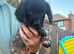 Stunning Blue Roan & Traditional Black/White Sprocker Puppies