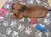 Miniature dachshund beautiful girl pra clear