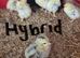 Hatching eggs chicken, duck,quail