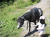11.2hh 4 yr old mare lead rein