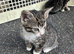 5 Beautiful 8-Week-Old Kittens