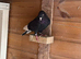 5 Pigeons available in Leicester. See pictures. Various different birds.
