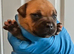 Staffordshire bull terrier pups