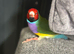 Gouldian Finch price for all 3