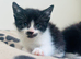 Beautiful really social kittens used to kids and dogs