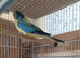 Splendid Parakeets