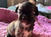 6 beautiful puppys
